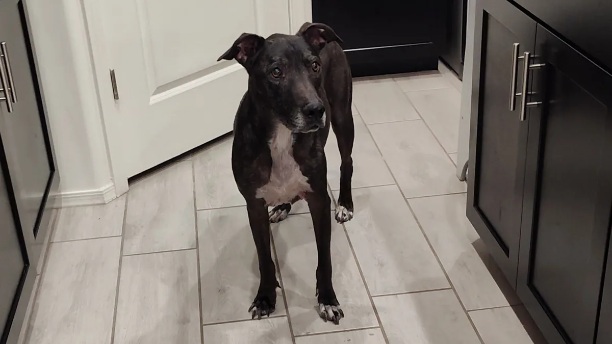 A dog standing on a freshly cleaned tile kitchen floor